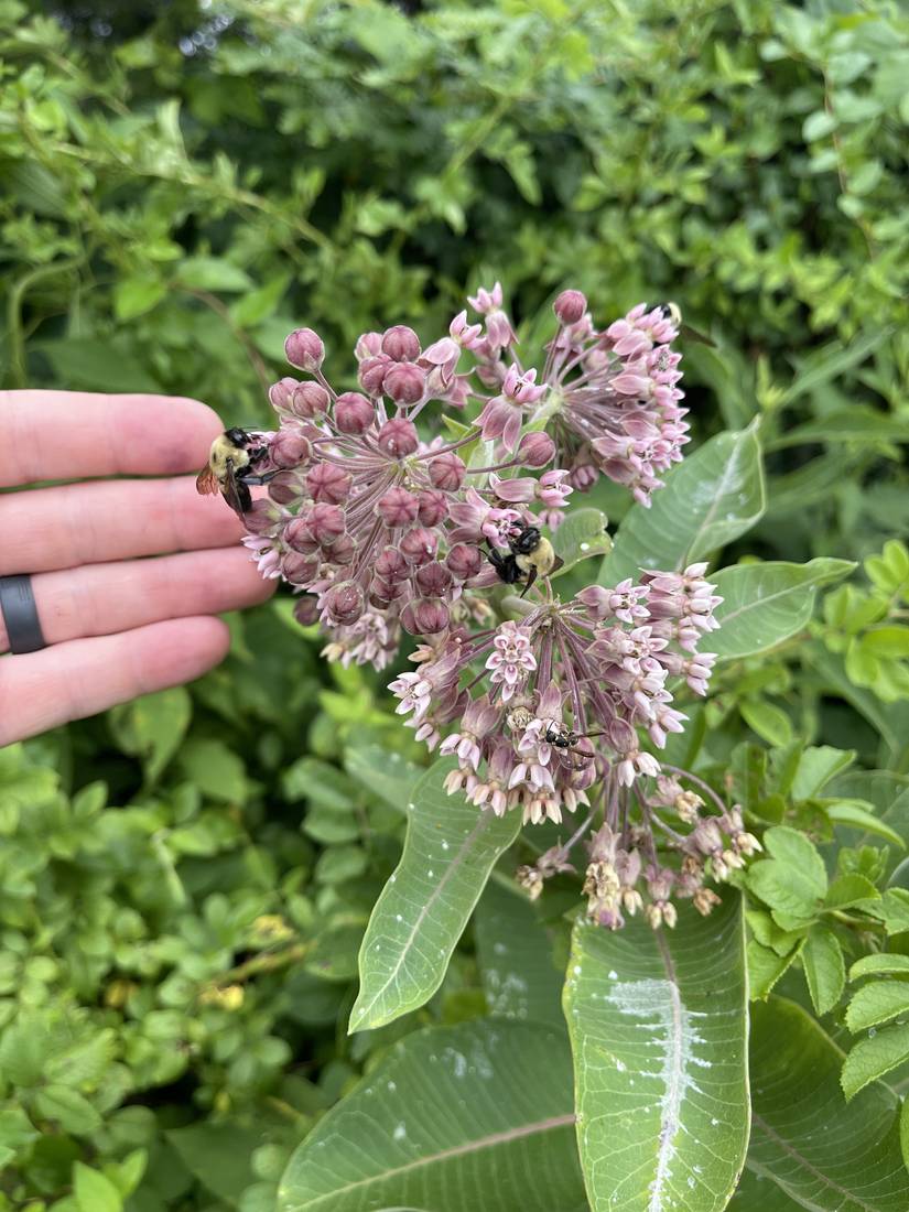 Common milkweed flower clusters covered in bumblebees.