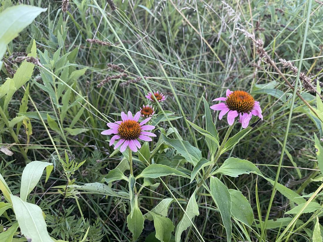 Purple coneflowers blooming among tall grass.