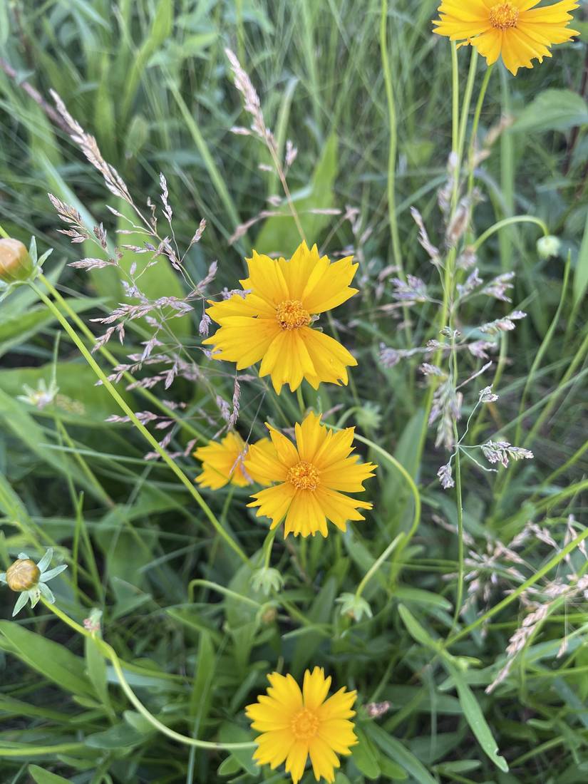 Coreopsis (tickseed) flowers blooming among tall grass.