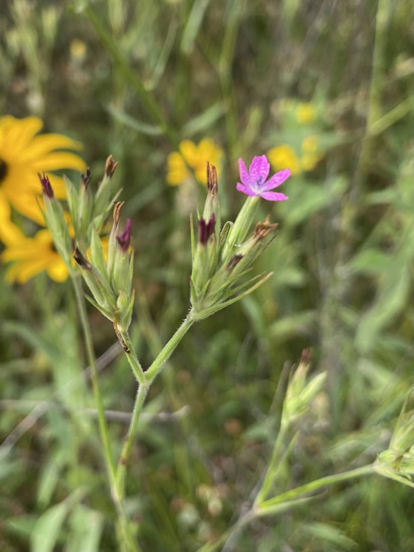 A small magenta Deptford pink flower among black-eyed Susans.