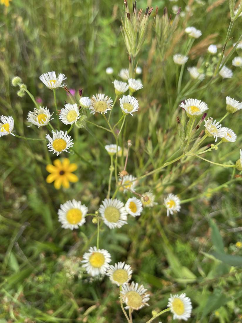 Fleabane daisies in bloom with a black-eyed Susan in the background.
