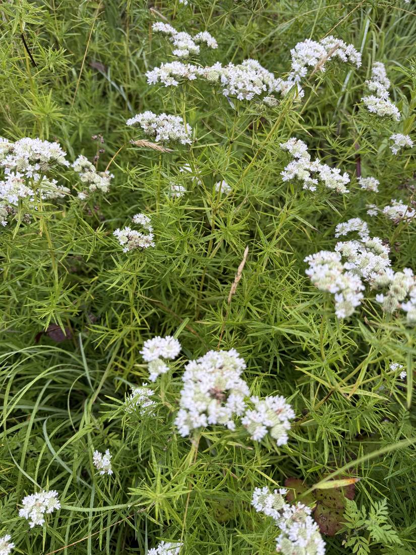 Mountain mint in bloom, a white-flowered native pollinator plant.