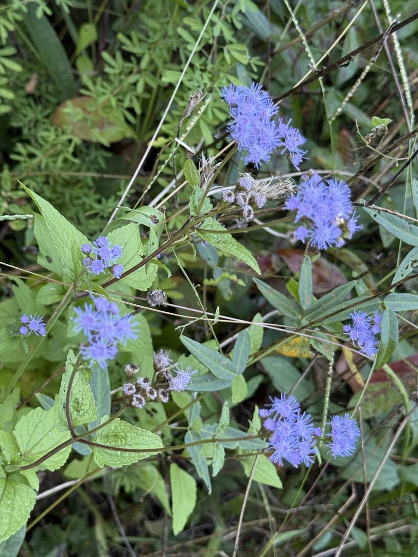 Blue mistflower blooming in clusters.