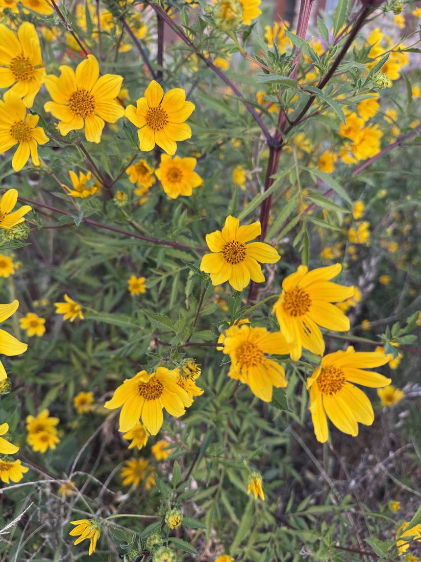 Bidens (beggarticks) flowers in bloom on the prairie.