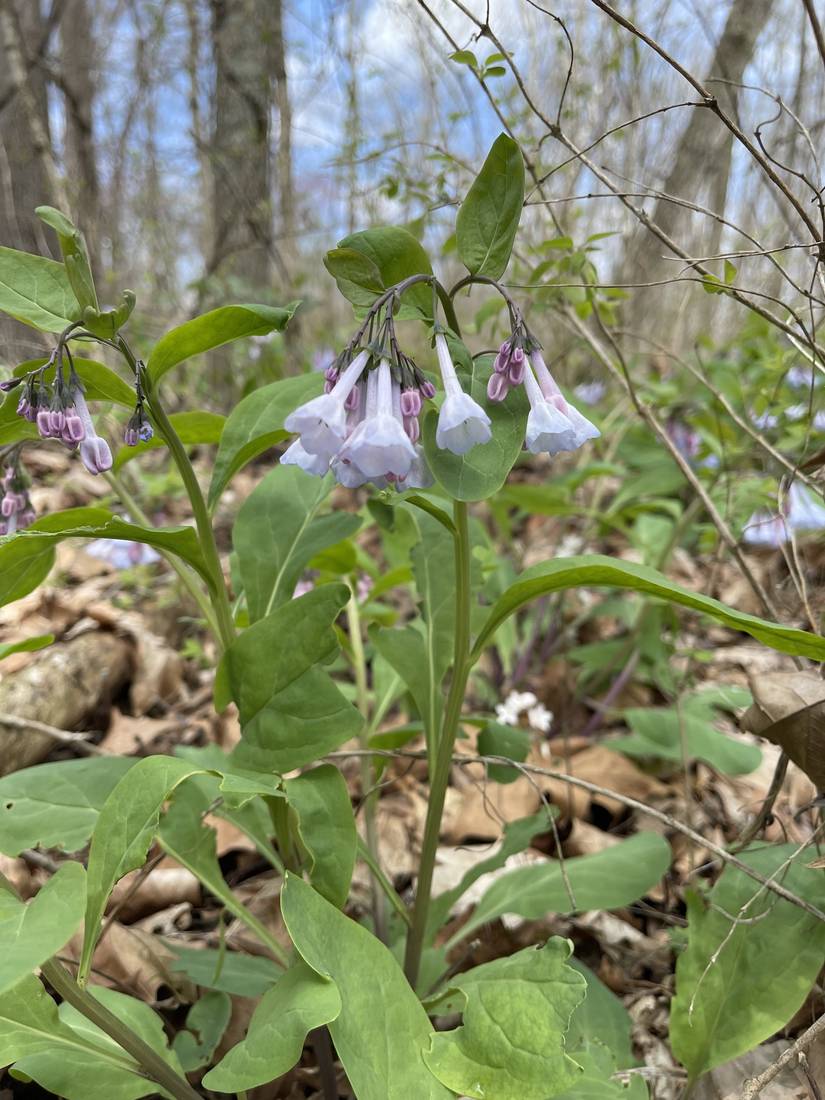 Close-up of Virginia bluebells among the leaf litter.
