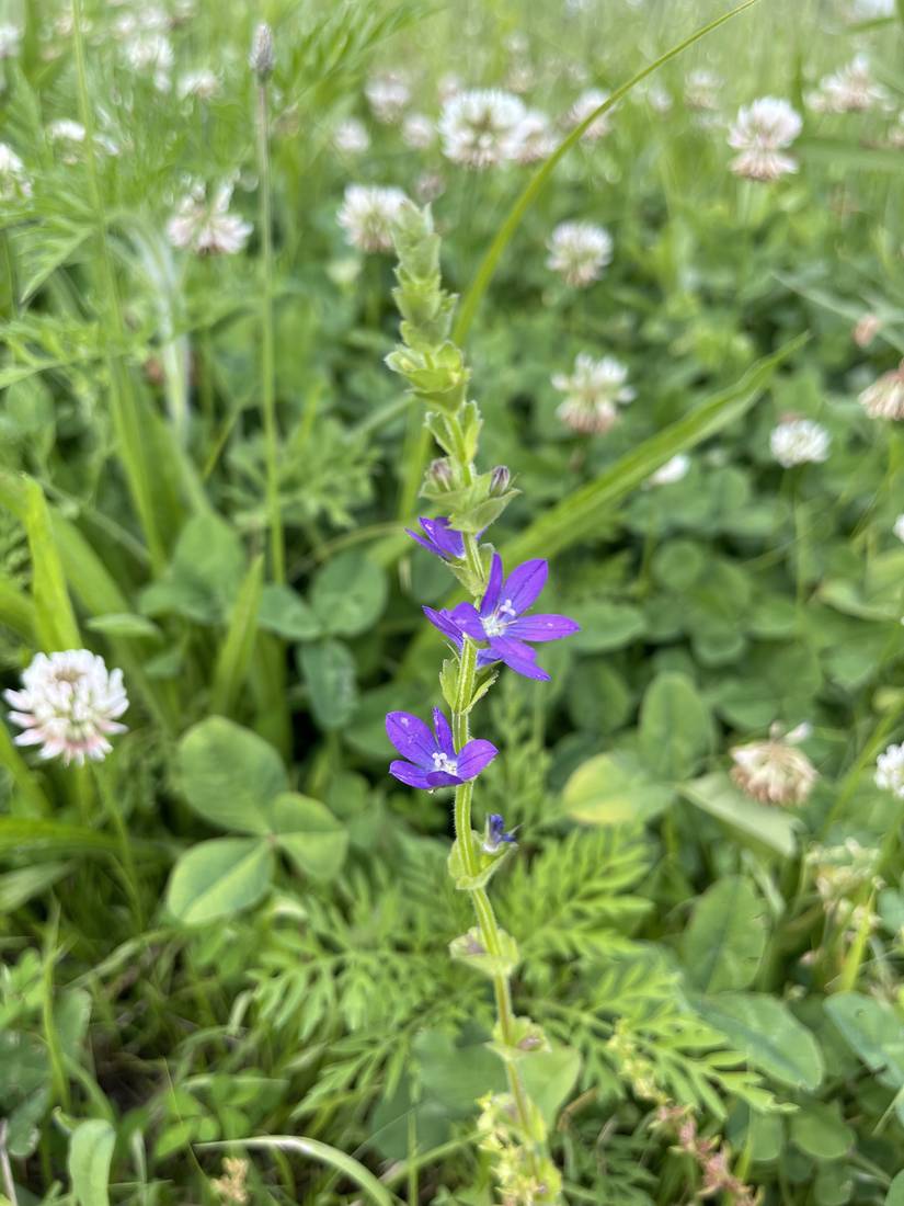Purple veronica spikes blooming among clover.