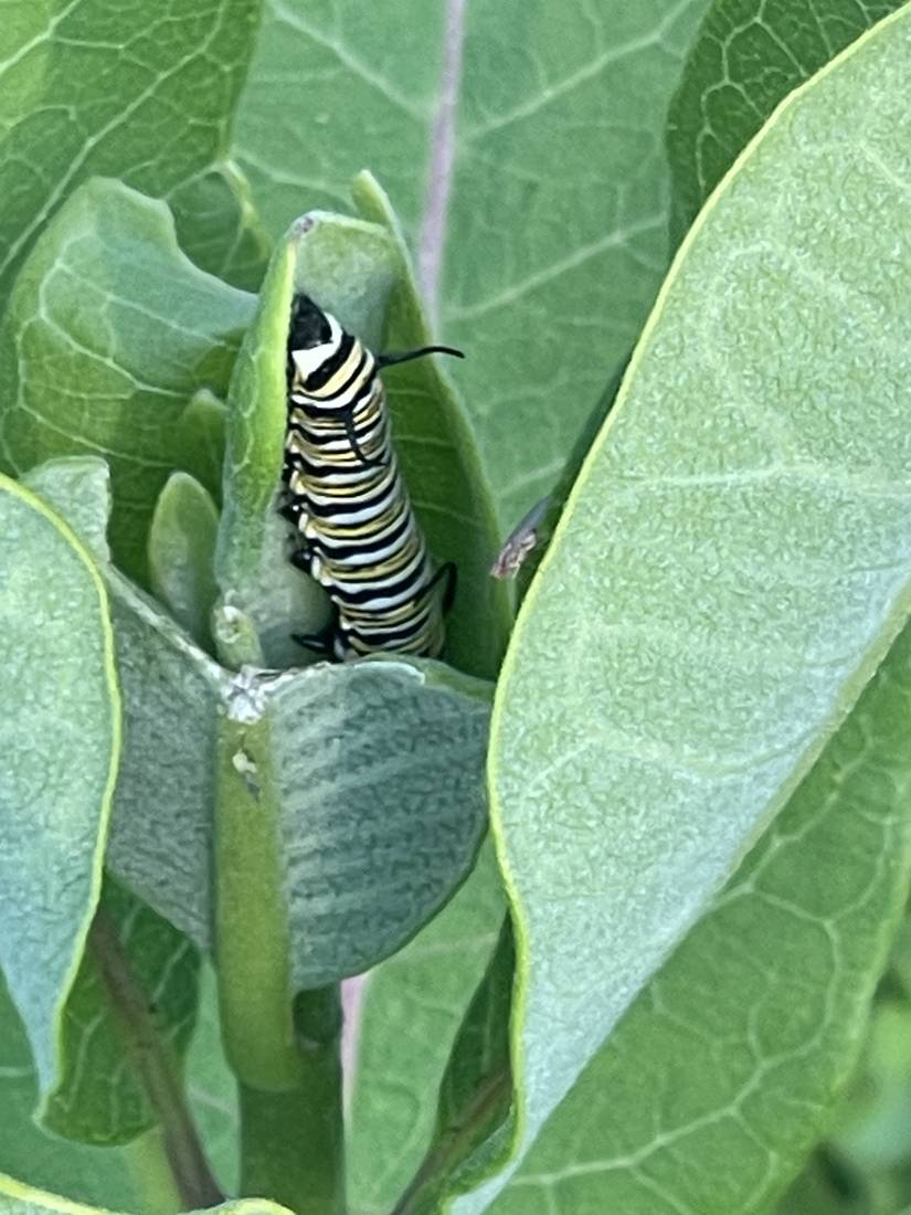Monarch caterpillar feeding on milkweed at the prairie.
