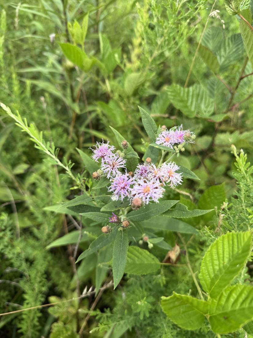 Ironweed in bloom, a magenta-flowered native prairie plant.
