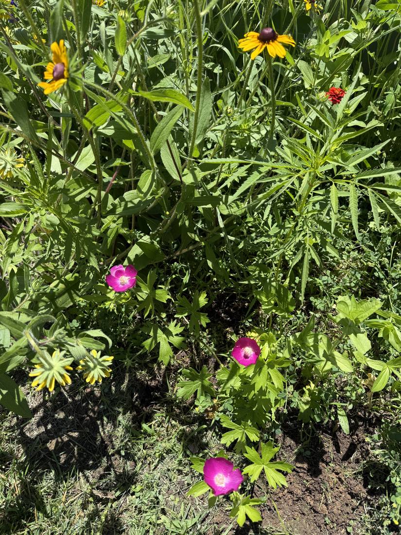 A mixed planting of black-eyed Susans, zinnia, and poppy mallow.
