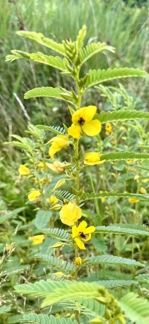 Partridge pea in bloom, a yellow-flowered native legume.