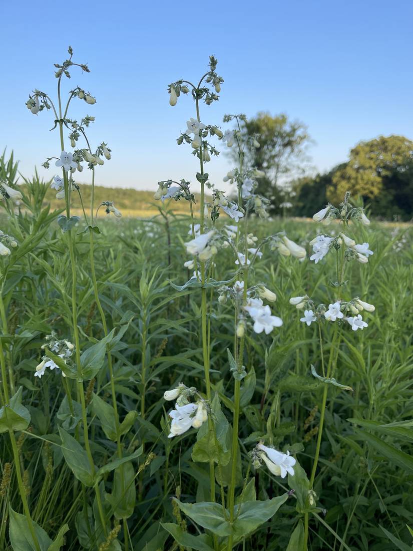 Foxglove beardtongue in bloom along the prairie edge.