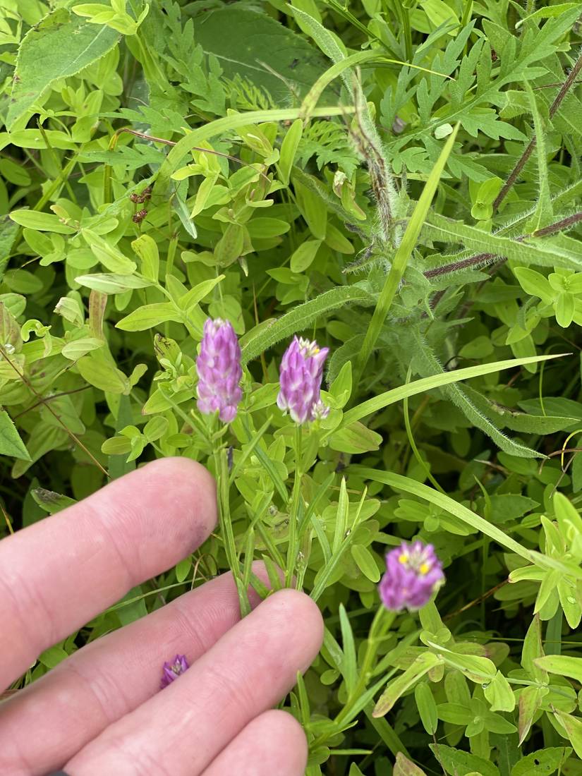 Purple prairie clover in bloom, held for scale.