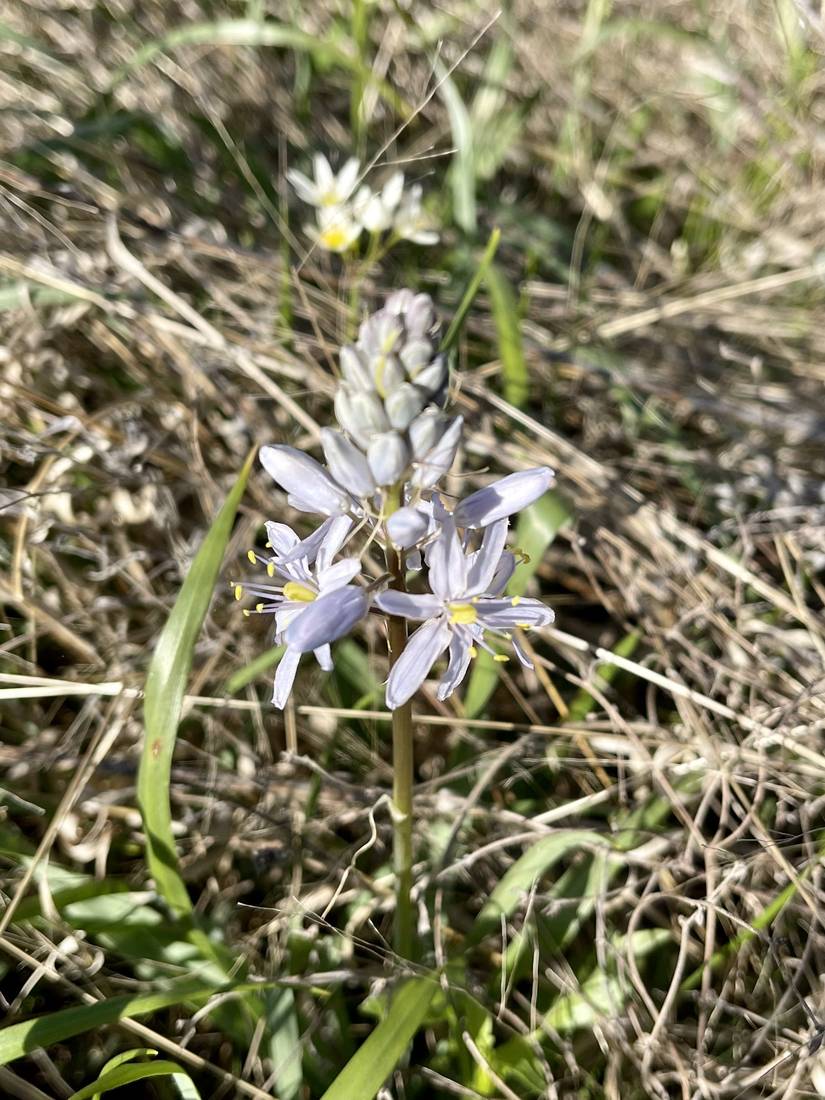 Wild hyacinth flower spike in pale blue-violet.