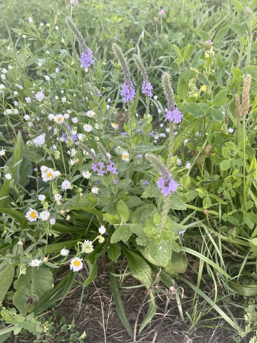 A mixed patch of verbena, fleabane, and clover in bloom.